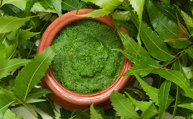 neem tree leaves